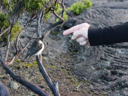 Vis et Lutz : Nos premiers visiteurs !